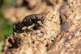 Attēlu rezultāti vaicājumam “Ontholestes murinus”