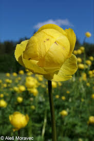 Attēlu rezultāti vaicājumam “Trollius europaeus fruit”
