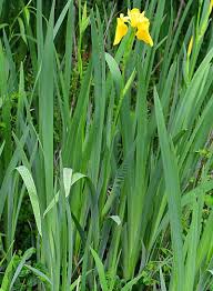 Attēlu rezultāti vaicājumam “Iris pseudacorus leaf”