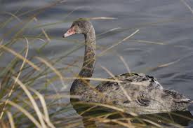 Attēlu rezultāti vaicājumam “Cygnus cygnus juvenile”