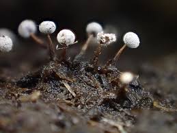 Attēlu rezultāti vaicājumam “Didymium verrucisporum macro”