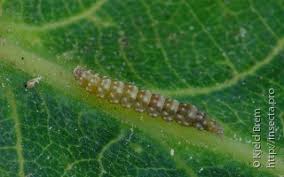 Attēlu rezultāti vaicājumam “Bucculatrix rhamniella”