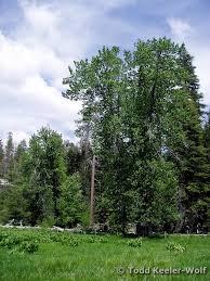 Attēlu rezultāti vaicājumam “Populus x petrowskyana”