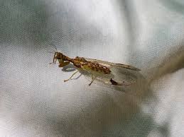 Attēlu rezultāti vaicājumam “Raphidia larva”