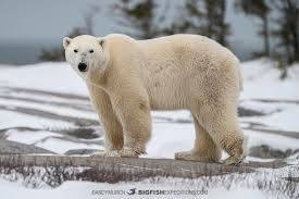 Image result for Gymnura natalensis