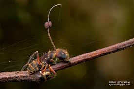 Attēlu rezultāti vaicājumam “Formicidae”