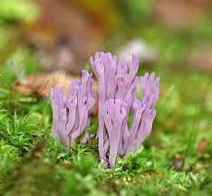 Attēlu rezultāti vaicājumam “Clavulina amethystina”