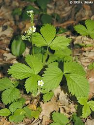 Attēlu rezultāti vaicājumam “Fragaria vesca leaf”