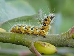 Attēlu rezultāti vaicājumam “Phalera bucephala larva”