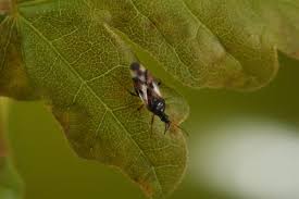 Attēlu rezultāti vaicājumam “Anthocoris nemorum”