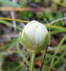 Attēlu rezultāti vaicājumam “Parnassia palustris bud”