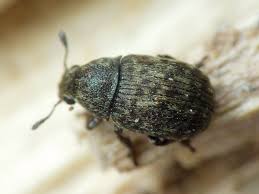 Attēlu rezultāti vaicājumam “Anthribus nebulosus”