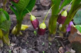 Attēlu rezultāti vaicājumam “Scopolia carniolica flower”
