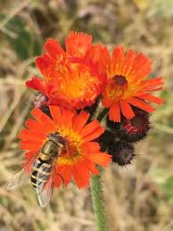 Image result for Hieracium aurantiacum