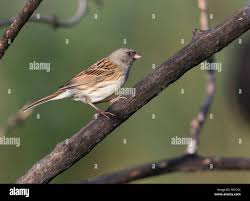 Image result for Emberiza spodocephala