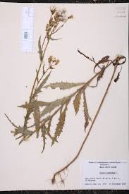 Attēlu rezultāti vaicājumam “Crepis tectorum”