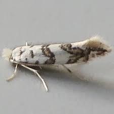 Attēlu rezultāti vaicājumam “Phyllonorycter platanoidella”