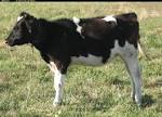 Calf Photo Side