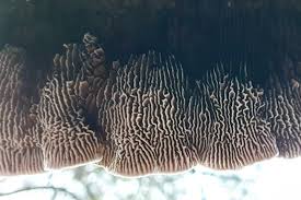 Attēlu rezultāti vaicājumam “Gloeophyllum trabeum”