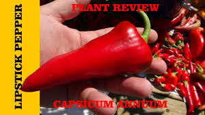 Afbeeldingsresultaat voor lipstick hot pepper