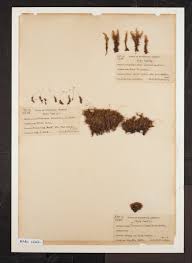 Attēlu rezultāti vaicājumam “Dicranum undulatum”