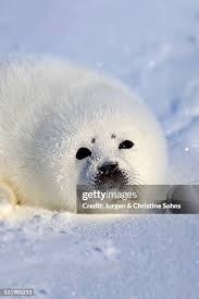 Image result for Pagophilus groenlandicus