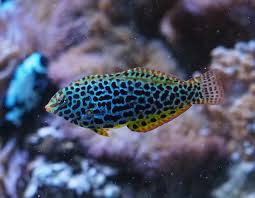 Attēlu rezultāti vaicājumam “Lycogala leopardinum macro”