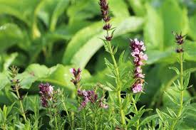 Image result for Ysop