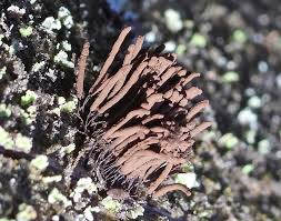 Attēlu rezultāti vaicājumam “Stemonitopsis subcaespitosa stalked”