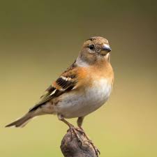 Attēlu rezultāti vaicājumam “Fringilla montifringilla female”