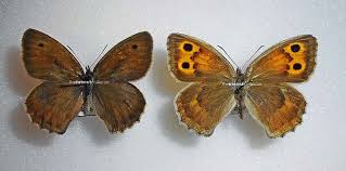 Attēlu rezultāti vaicājumam “Hyponephele lycaon”