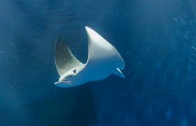 Image result for Aetobatus ocellatus