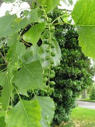 Attēlu rezultāti vaicājumam “Populus x canadensis fruit”