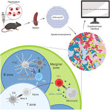Attēlu rezultāti vaicājumam “Enteridium variabile plasmodium”