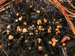 Attēlu rezultāti vaicājumam “Symphytocarpus trechisporus spores”