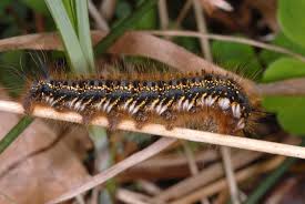 Attēlu rezultāti vaicājumam “Euthrix potatoria larva”
