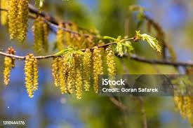 Attēlu rezultāti vaicājumam “Carpinus betulus male flower”