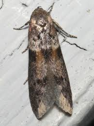 Attēlu rezultāti vaicājumam “Coleophoridae”