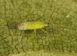 Attēlu rezultāti vaicājumam “Licea pygmaea macro”