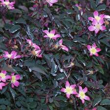 Attēlu rezultāti vaicājumam “Rosa subcanina leaf”