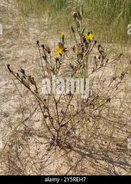 Attēlu rezultāti vaicājumam “Tragopogon heterospermus”