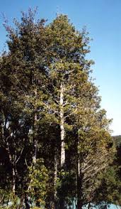 Attēlu rezultāti vaicājumam “Trichia erecta”