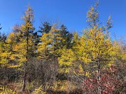 Attēlu rezultāti vaicājumam “Larix”