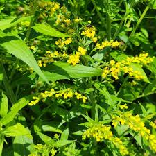 Attēlu rezultāti vaicājumam “Solidago canadensis flower”