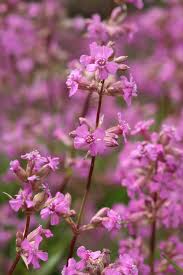 Image result for Pechnelke