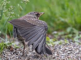 Attēlu rezultāti vaicājumam “Turdus pilaris juvenile”