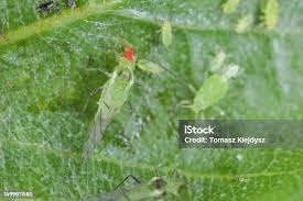 Attēlu rezultāti vaicājumam “Rhopalosiphum oxyacanthae”