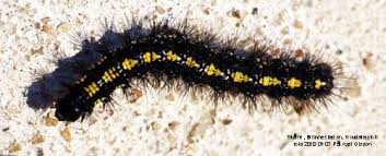 Attēlu rezultāti vaicājumam “Callimorpha dominula”