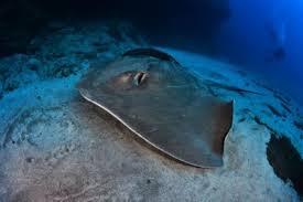 Image result for Pteroplatytrygon violacea