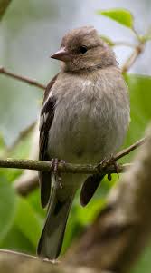 Attēlu rezultāti vaicājumam “Fringilla coelebs juvenile”